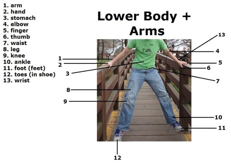 body diagrams examples